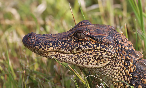 American Alligator - baby - Anahuac National Wildlife Refuge, Te
