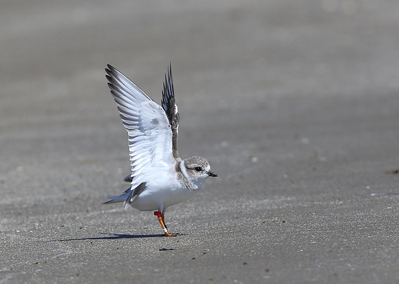 Piping Plover - Galveston, Texas