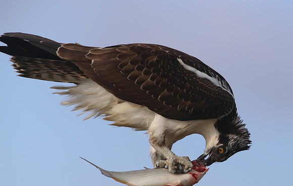 Osprey - Anahuac NWR, Texas