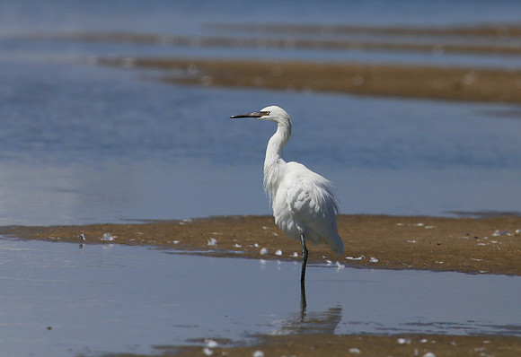 Reddish Egret White Morph - Galveston, Texas