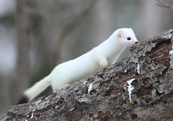 Short-tailed Weasel SaxZim Bog, MN