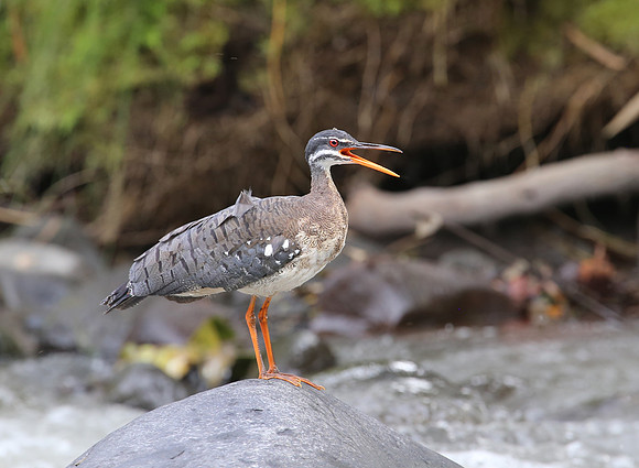 Sunbittern - Mindo, Ecuador