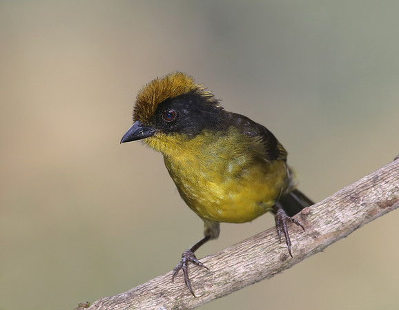 Tricolored Brush-Finch - Mindo, Ecuador