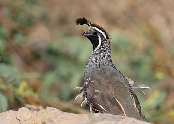California Quail - Camarillo, CA