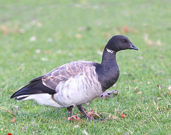 Brant - Northerly Island, Chicago
