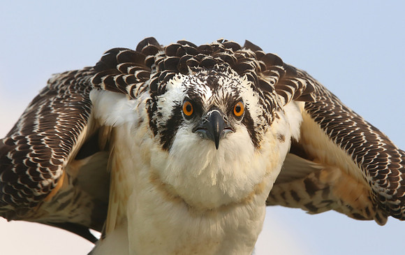 Osprey - Chicago, Illinois