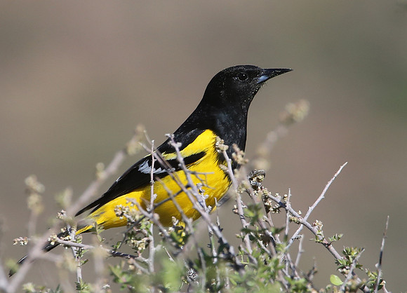 Scott's Oriole - Big Bend National Park, Texas
