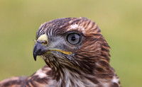 Red-tailed Hawk - Soule Park Golf Course, Ojai, California