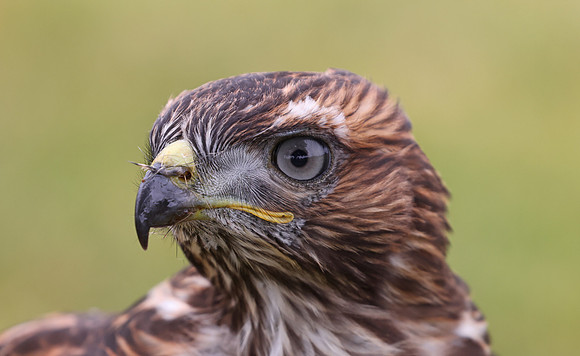 Red-tailed Hawk - Soule Park Golf Course, Ojai, California