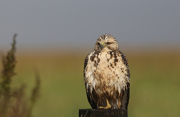 Swainson's Hawk - Anahuac NWR, Texas