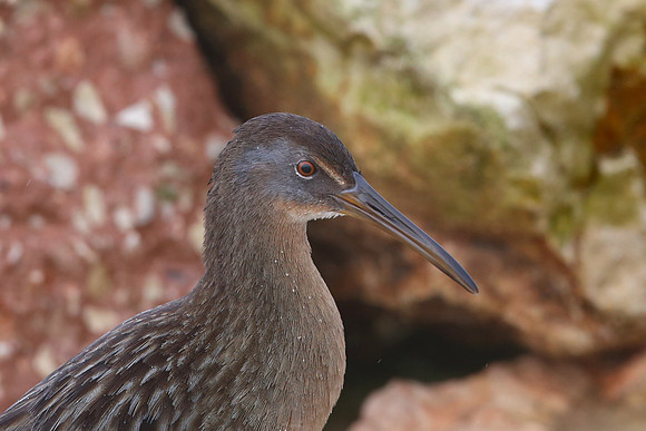 Clapper Rail - Anahuac NWR, Texas
