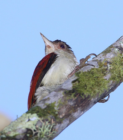 Scarlet-backed Woodpecker - Mindo, Ecuador
