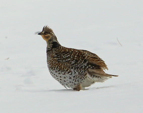 Sharp-tailed Grouse Sax Zim Bog, MN