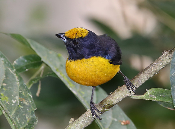 Orange-bellied Euphonia - Mindo, Ecuador