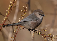 Bushtit
