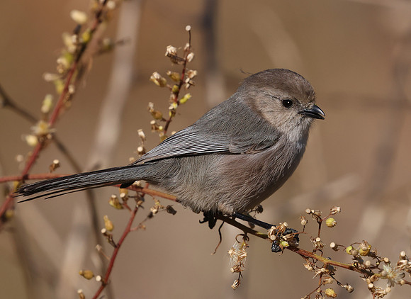 Bushtit - Ventura, California