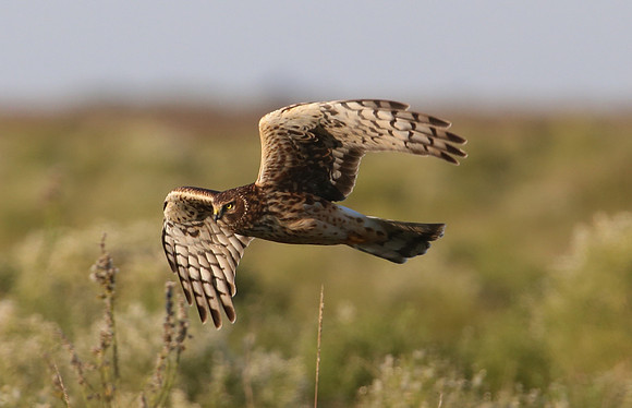 Northern Harrier - Anahuac NWR, Texas