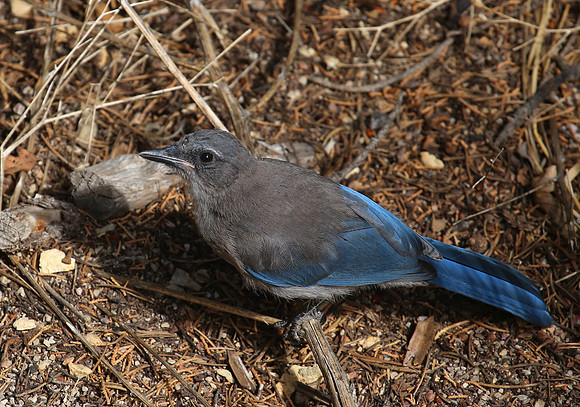 Western Scrub-Jay - Boulder, CO