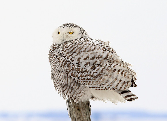 Snowy Owl - Illinois