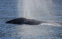 Gray Whale - Channel Islands, California