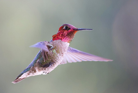Anna's Hummingbird - Camarillo, California
