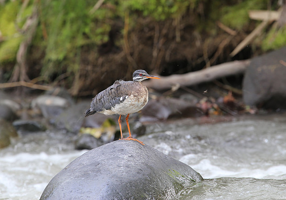 Sunbittern - Mindo, Ecuador