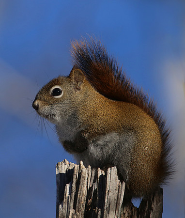 Red Squirrel - Sax Zim Bog, MN