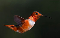 Allen's Hummingbird - Camarillo, California