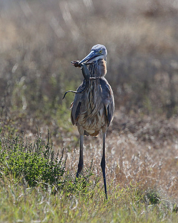 Great Blue Heron with Alligator Prey