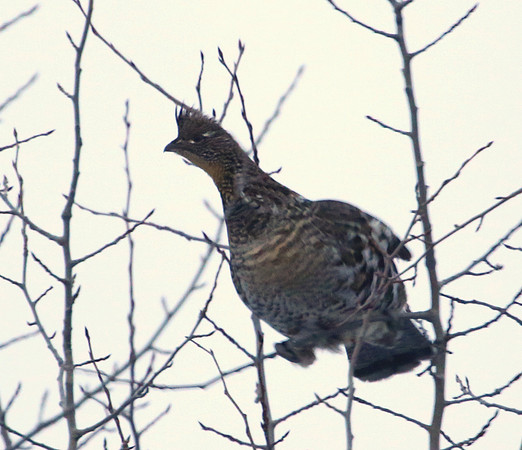 Ruffed Grouse - Sax Zim Bog, MN