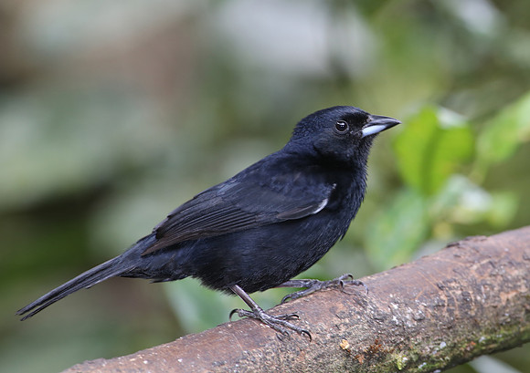 White-lined Tanager - Mindo, Ecuador