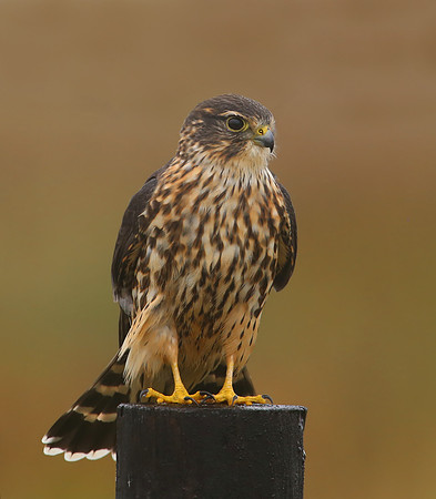 Merlin - Anahuac NWR, Texas