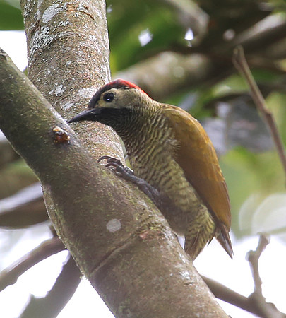 Golden-olive Woodpecker - Mindo, Ecuador