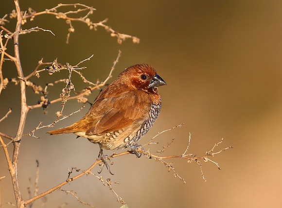 Scaly-breasted Munia - Camarillo, CA