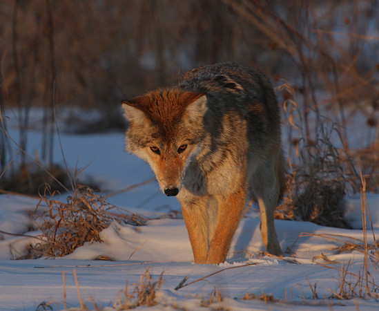 Coyote female mousing at sunset