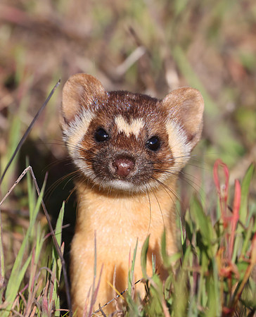 Long-tailed Weasel - Point Reyes, California