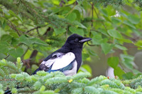 Black-billed Magpie - Anchorage, Alaska
