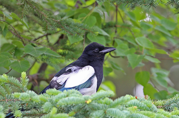 Black-billed Magpie - Anchorage, Alaska