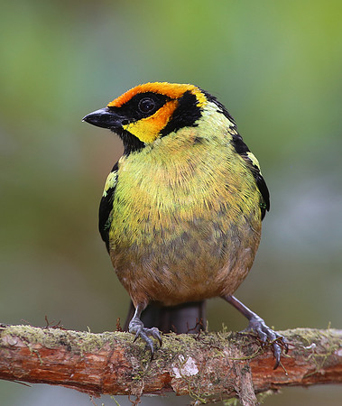Flame-faced Tanager - Mindo, Ecuador