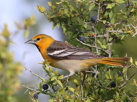 Bullock's Oriole - Big Bend National Park, Texas