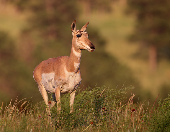 Pronghorn - Wind Cave National Park, South Dakota