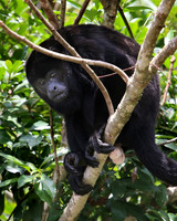 Mantled Howler Monkey - Costa Rica