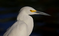 Snowy Egret - Escondido, California