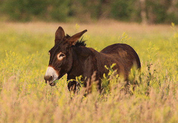 Donkey (feral) Custer State Park, South Dakota