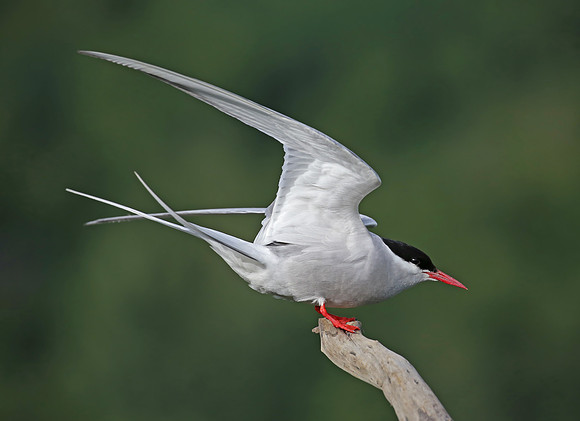 Arctic Tern - Anchorage, Alaska