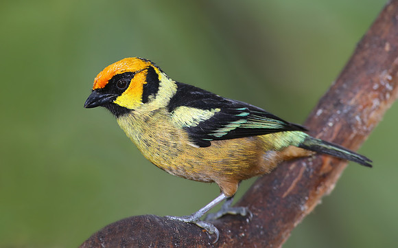Flame-faced Tanager - Mindo, Ecuador