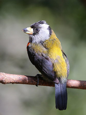 Toucan Barbet - Mindo, Ecuador