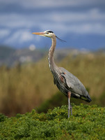 Great Blue Heron - Ventura, California