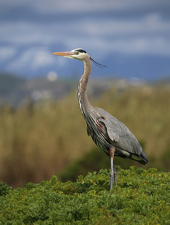Great Blue Heron - Ventura, California