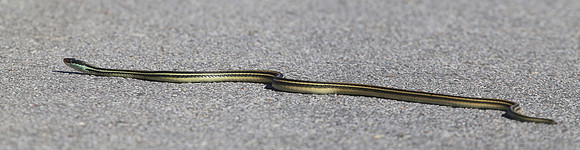 Western Ribbon Snake - Anahuac NWR, Texas